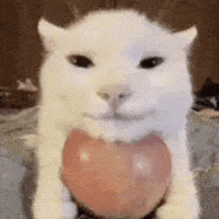 Cat GIF