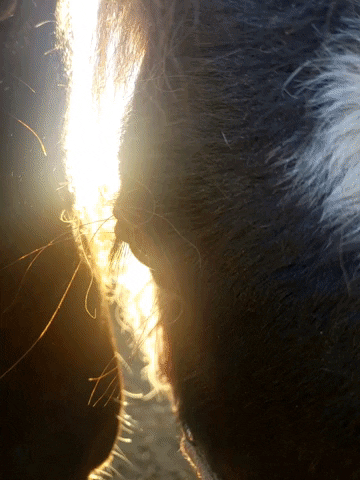 Miniature Horse Encore GIF by BeYouCreate