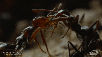 America Ants GIF by Nat Geo Wild