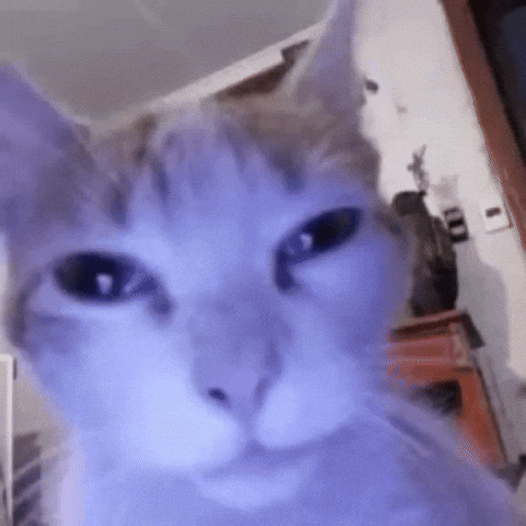 Cute Cat GIF