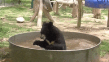 black bear swimming GIF