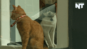 washington dc cats GIF by NowThis 