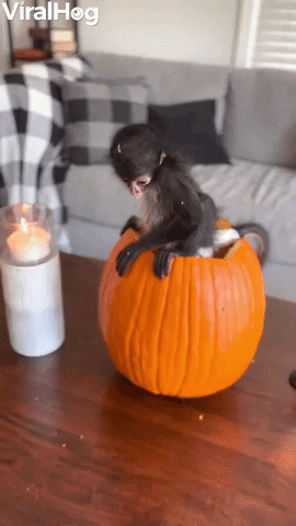 Spider Monkey Sits Inside Pumpkin GIF by ViralHog