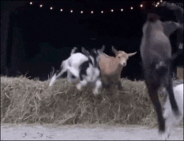 parkour goats GIF