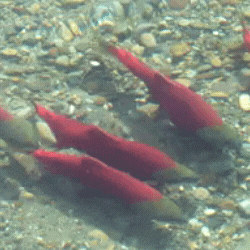 Pacific Salmon Foundation GIF
