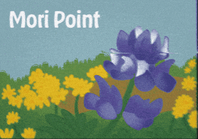 Flora Wildflower GIF by Parks Conservancy