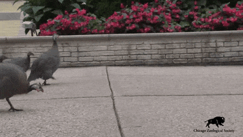 Guinea Fowl Reaction GIF by Brookfield Zoo