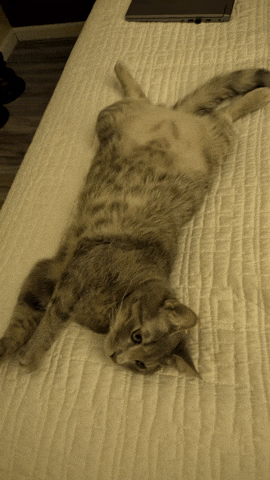 Kitten GIF