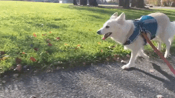 Alexjordanleffler GIF