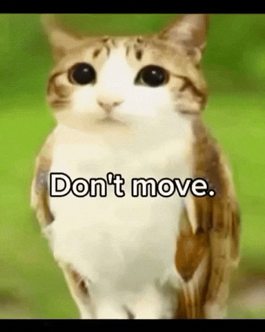 Cat Move GIF