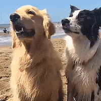 Dog Pals Couple GIF
