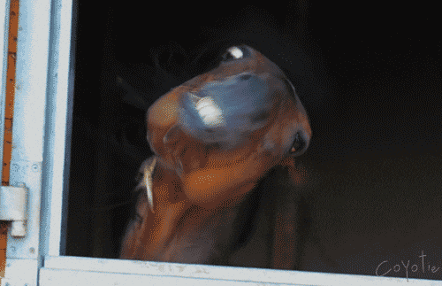 gif used in post