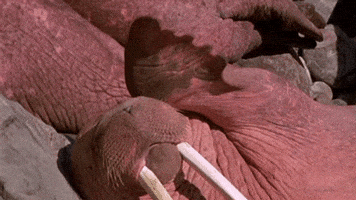 wave hello GIF