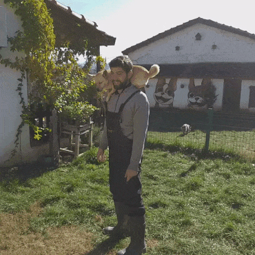 Dogs GIF