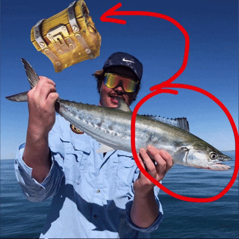 Fish Ts GIF