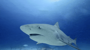 WeAreWater ocean shark slowmotion im watching you GIF
