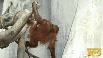 Hungry Peanut Butter GIF by Brookfield Zoo