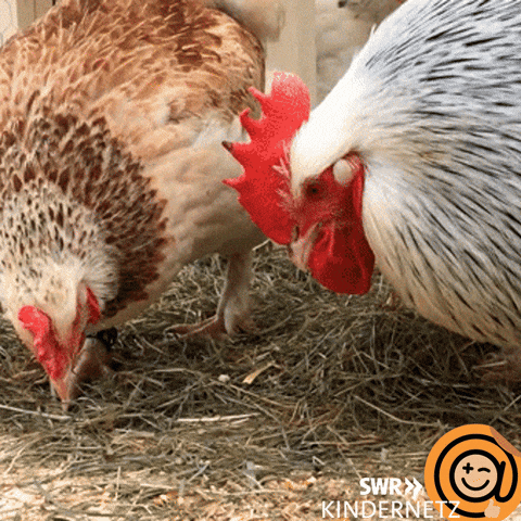 Funny-chicken GIFs - Get the best GIF on GIPHY Funny-chicken GIFs - Get the best GIF on GIPHY
