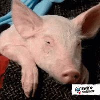 Pig Piggy GIF by SWR Kindernetz