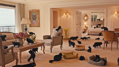 Cats Gif Find Share On Giphy