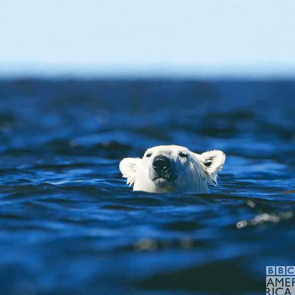 Confused Polar Bear GIF by BBC America