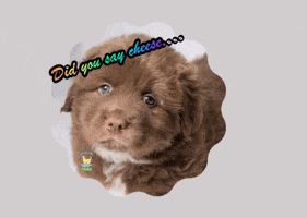 Dog GIF