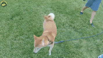 Excited Shiba Inu GIF by Hyper RPG