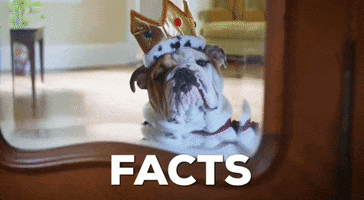 urmascot dog queen mascot facts GIF