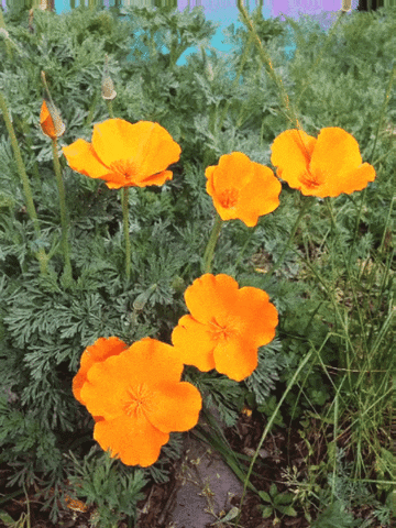 Poppies GIFs - Find &amp; Share on GIPHY