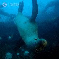 Sea Lion Study GIF by Nature on PBS