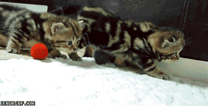cat sneaking GIF by Cheezburger