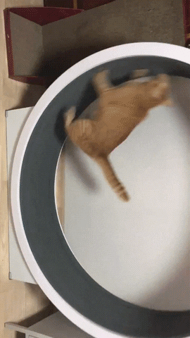 Cat Fail GIF by JustViral.Net - Find &amp; Share on GIPHY