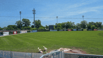 Kenosha Kingfish GIF