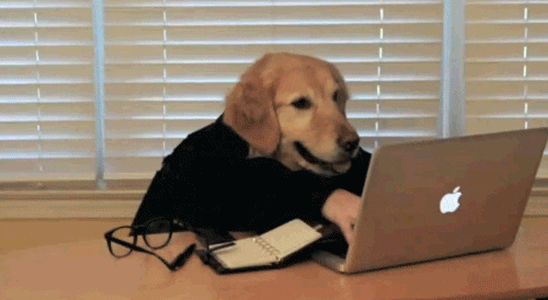 dog is surfing on the net