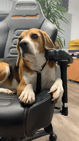 Dog Needforseat GIF by MAXNOMIC
