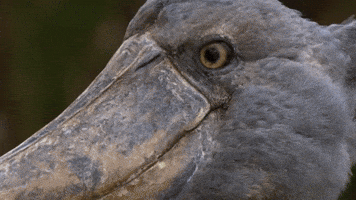 sorry excuse me GIF by BBC Earth
