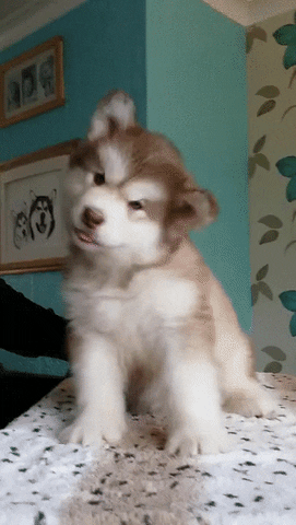 Puppy Makes GIF