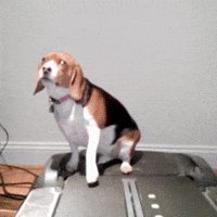 Dog Exercising GIF