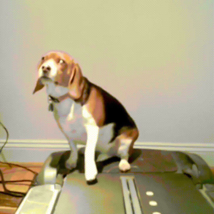 Video gif. Beagle is sitting on the end of a treadmill and has one paw on the moving track. They gently paw at it while yawning and there's no way they're actually getting on. Text, "Exercise is good for health."