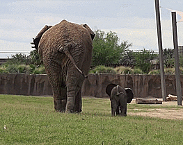 Baby Elephant GIF - Find & Share on GIPHY