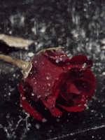 National Red Rose Day Flowers GIF