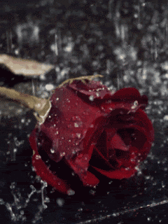 Flower In The Rain GIFs - Get the best GIF on GIPHY