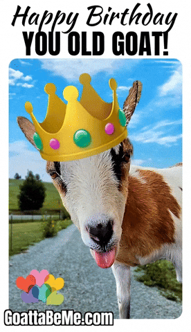 Happy Birthday GIF by Goatta Be Me Goats! Adventures of Java, Toffee, Pumpkin and Cookie!