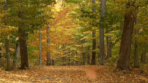 jesień las GIF
