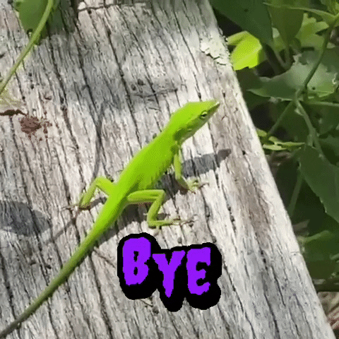 Lizard Gecko GIF by Yevbel