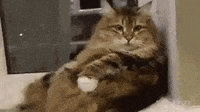lasagna GIF