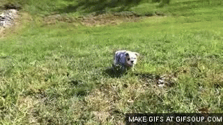 puppy bulldog GIF
