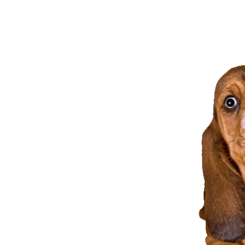 Petsfluence Sticker