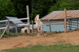 Horse GIF