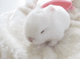 Holland Lop Rabbit GIFs - Find & Share on GIPHY